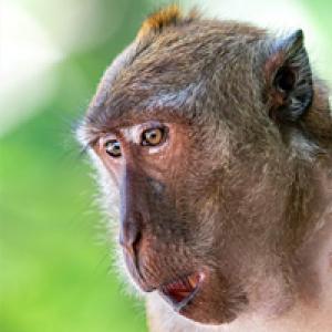 Monkeys in Bali Make Sex Toys out of Stones